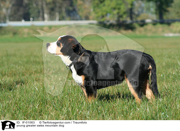 young greater swiss mountain dog / IF-01063