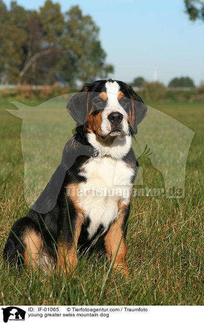 young greater swiss mountain dog / IF-01065