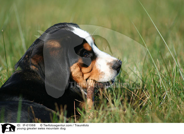 young greater swiss mountain dog / IF-01068