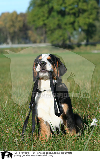 young greater swiss mountain dog / IF-01069