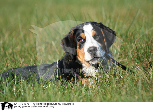 junger Groer Schweizer Sennenhund / young greater swiss mountain dog / IF-01079