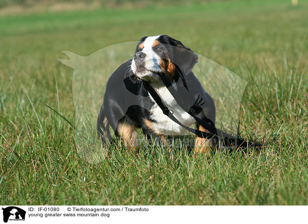 young greater swiss mountain dog / IF-01080