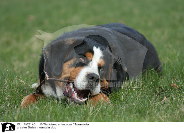 Groer Schweizer Sennenhund / greater Swiss mountain dog / IF-02145