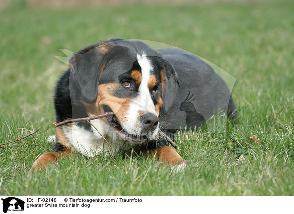 Groer Schweizer Sennenhund / greater Swiss mountain dog / IF-02148