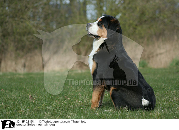 Groer Schweizer Sennenhund / greater Swiss mountain dog / IF-02151