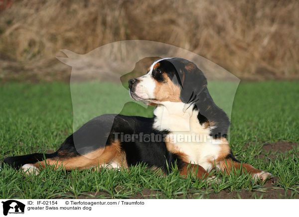 Groer Schweizer Sennenhund / greater Swiss mountain dog / IF-02154