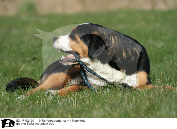 greater Swiss mountain dog / IF-02160