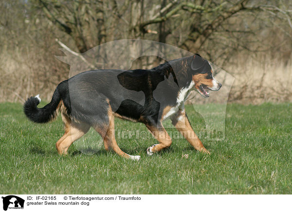 greater Swiss mountain dog / IF-02165