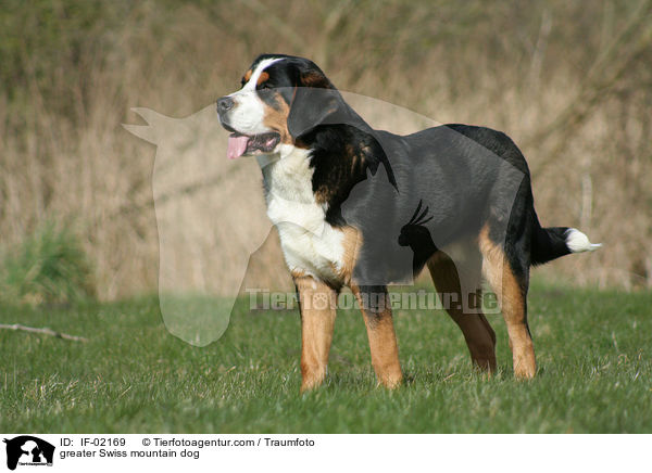 Groer Schweizer Sennenhund / greater Swiss mountain dog / IF-02169