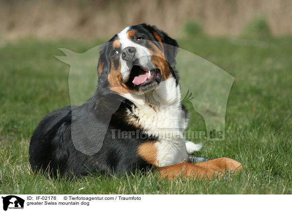 greater Swiss mountain dog / IF-02176