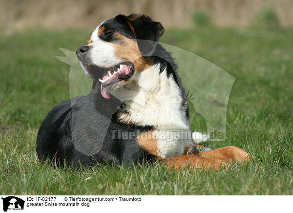 greater Swiss mountain dog / IF-02177