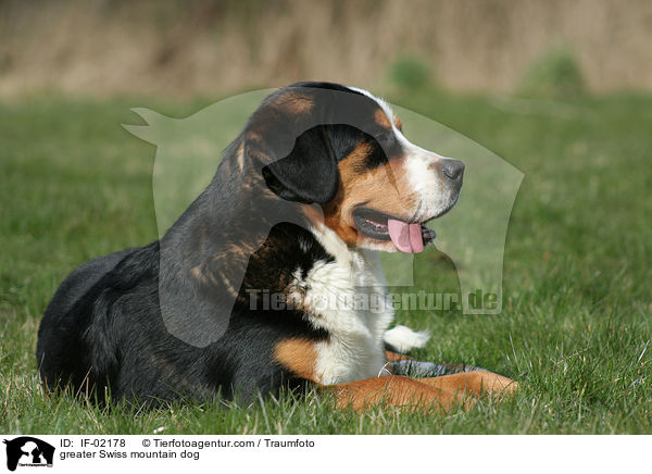 greater Swiss mountain dog / IF-02178