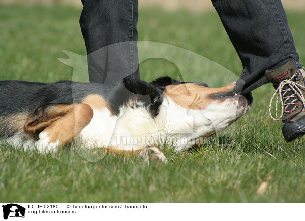 Hund beit in Hosenbein / dog bites in trousers / IF-02180