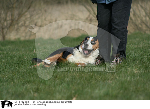 Groer Schweizer Sennenhund / greater Swiss mountain dog / IF-02182