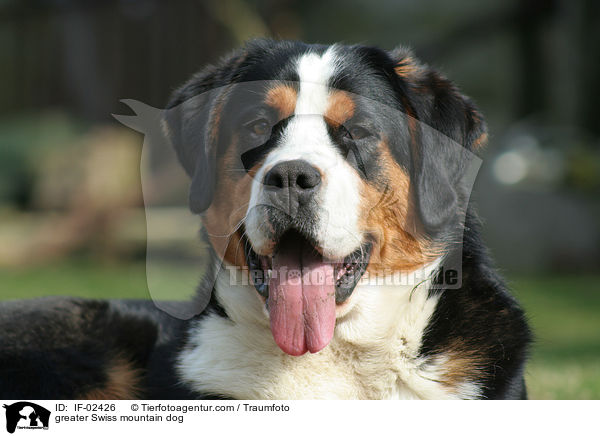 Groer Schweizer Sennenhund / greater Swiss mountain dog / IF-02426