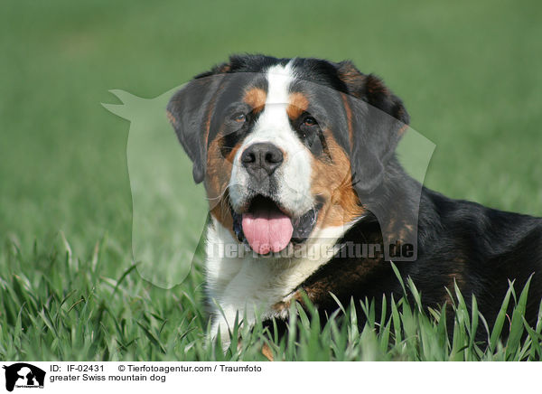 Groer Schweizer Sennenhund / greater Swiss mountain dog / IF-02431