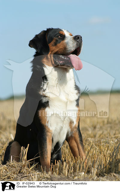 Greater Swiss Mountain Dog / IF-02943