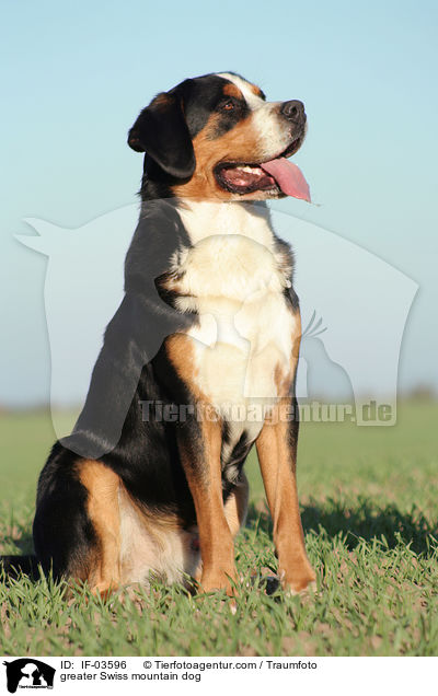 greater Swiss mountain dog / IF-03596