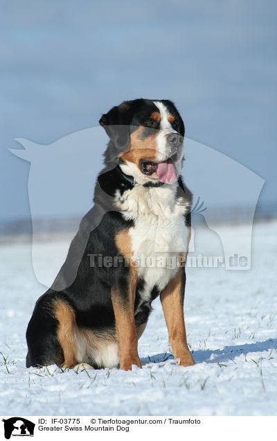 Greater Swiss Mountain Dog / IF-03775