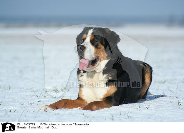 Greater Swiss Mountain Dog / IF-03777