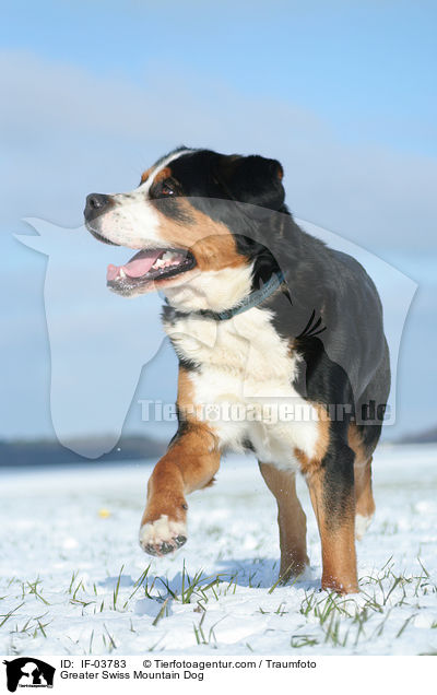 Groer Schweizer Sennenhund / Greater Swiss Mountain Dog / IF-03783