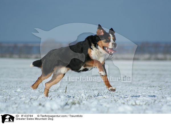 Greater Swiss Mountain Dog / IF-03784