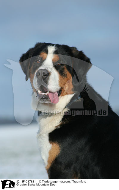 Groer Schweizer Sennenhund / Greater Swiss Mountain Dog / IF-03788