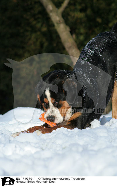 Groer Schweizer Sennenhund / Greater Swiss Mountain Dog / IF-03791