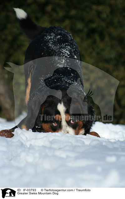 Groer Schweizer Sennenhund / Greater Swiss Mountain Dog / IF-03793