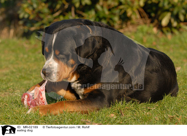 fressender Hund / eating dog / MR-02189