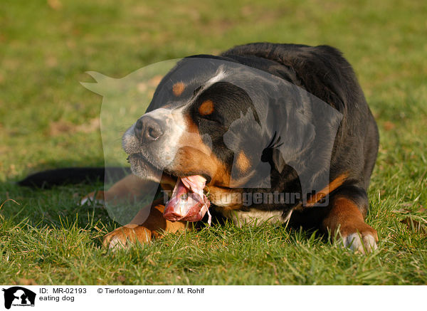 fressender Hund / eating dog / MR-02193