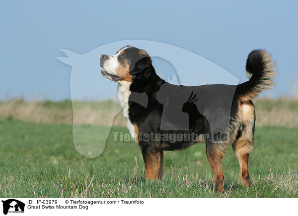 Groer Schweizer Sennenhund / Great Swiss Mountain Dog / IF-03979