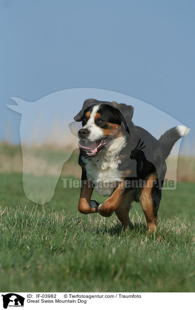 Groer Schweizer Sennenhund / Great Swiss Mountain Dog / IF-03982