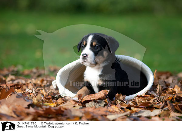 Groer Schweizer Sennenhund Welpe / Great Swiss Mountain Dog puppy / KF-01786