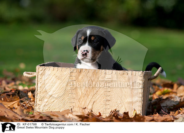 Groer Schweizer Sennenhund Welpe / Great Swiss Mountain Dog puppy / KF-01788