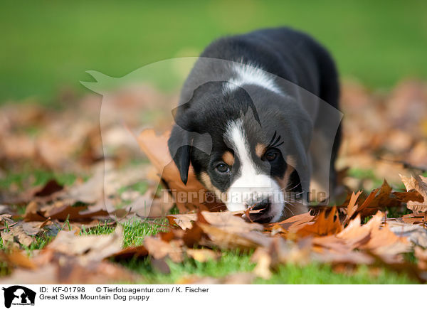 Groer Schweizer Sennenhund Welpe / Great Swiss Mountain Dog puppy / KF-01798