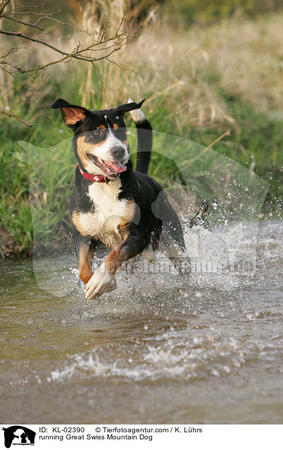 rennender Groer Schweizer Sennenhund / running Great Swiss Mountain Dog / KL-02390