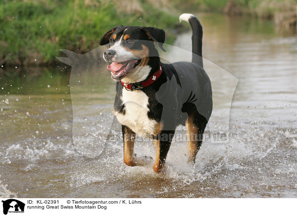 rennender Groer Schweizer Sennenhund / running Great Swiss Mountain Dog / KL-02391