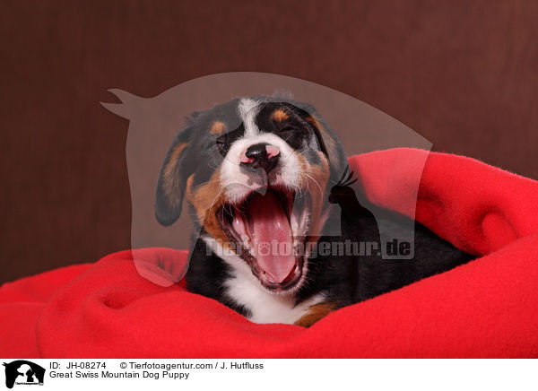 Groer Schweizer Sennenhund Welpe / Great Swiss Mountain Dog Puppy / JH-08274