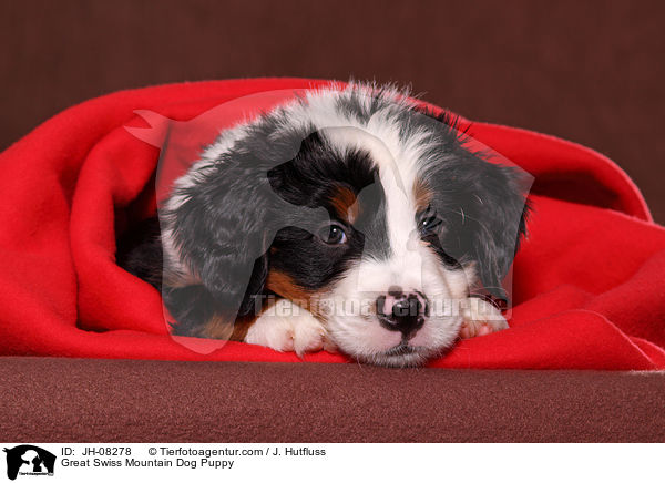 Groer Schweizer Sennenhund Welpe / Great Swiss Mountain Dog Puppy / JH-08278