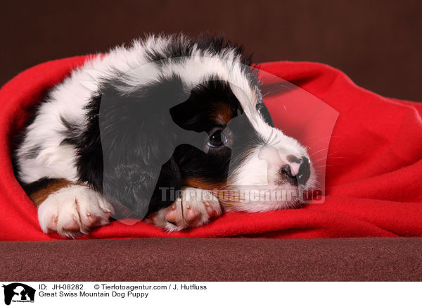 Groer Schweizer Sennenhund Welpe / Great Swiss Mountain Dog Puppy / JH-08282