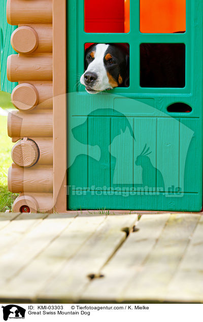 Great Swiss Mountain Dog / KMI-03303