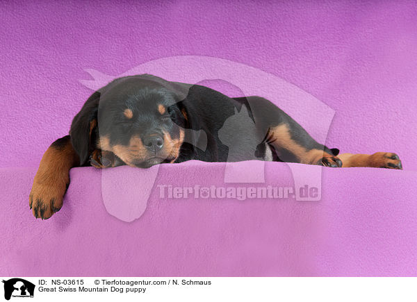 Groer Schweizer Sennenhund Welpe / Great Swiss Mountain Dog puppy / NS-03615