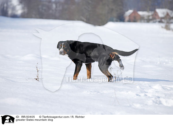 Groer Schweizer Sennenhund / greater Swiss mountain dog / RR-50405