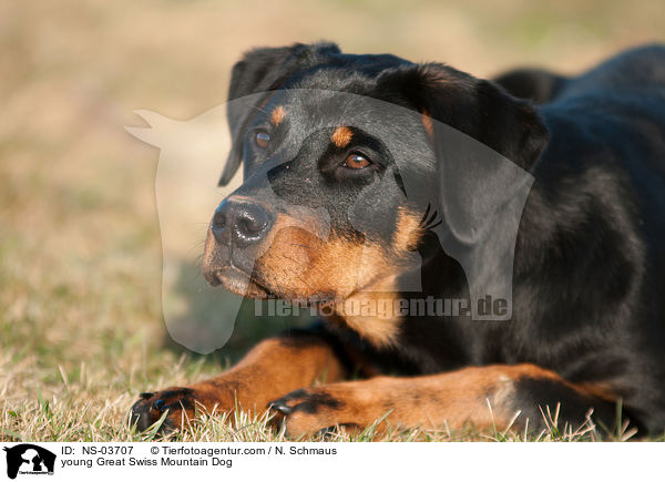 junger Groer Schweizer Sennenhund / young Great Swiss Mountain Dog / NS-03707