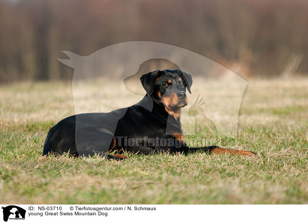 junger Groer Schweizer Sennenhund / young Great Swiss Mountain Dog / NS-03710