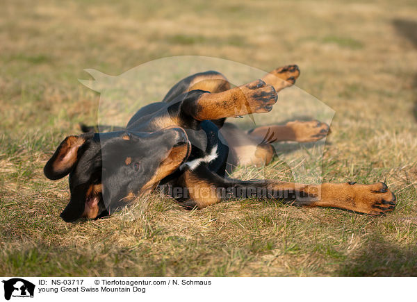 junger Groer Schweizer Sennenhund / young Great Swiss Mountain Dog / NS-03717