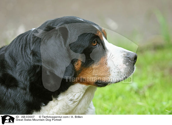 Groer Schweizer Sennenhund Portrait / Great Swiss Mountain Dog Portrait / AB-03007