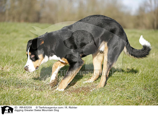 buddelnder Groer Schweizer Sennenhund / digging Greater Swiss Mountain Dog / RR-65209