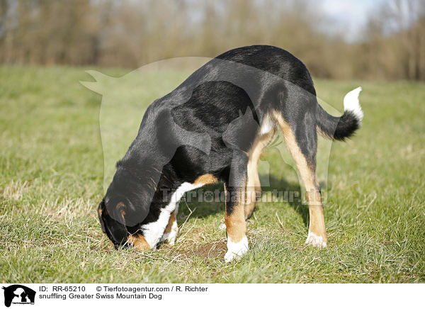 schnuppernder Groer Schweizer Sennenhund / snuffling Greater Swiss Mountain Dog / RR-65210